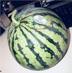 重庆网红吃瓜,揭秘城市美食背后的故事