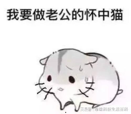 老公我要,共筑幸福家园的温馨篇章
