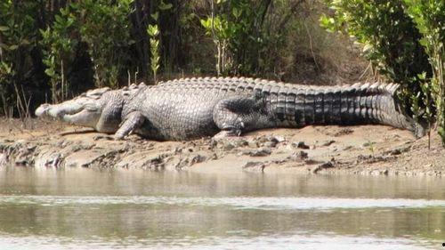 湾鳄视频,揭秘野生巨鳄的生存智慧