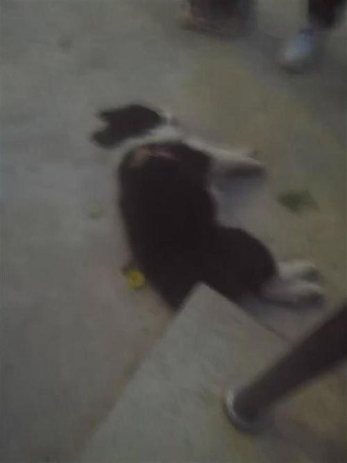 摔死狗视频,摔死狗事件引发社会关注与反思