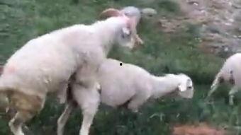 鹿交配视频全过程视频,一场自然界的交配奇观全纪录