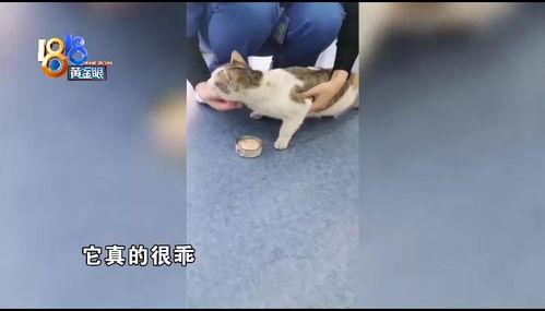 热的猫的视频,萌态百出，带你领略热力四射的猫界风采