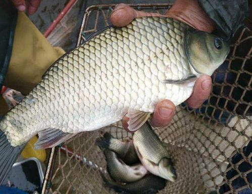 红鲫鱼 日本电影,探寻日本电影中的生态与人性